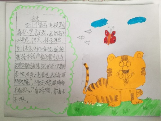 动物名片设计比赛