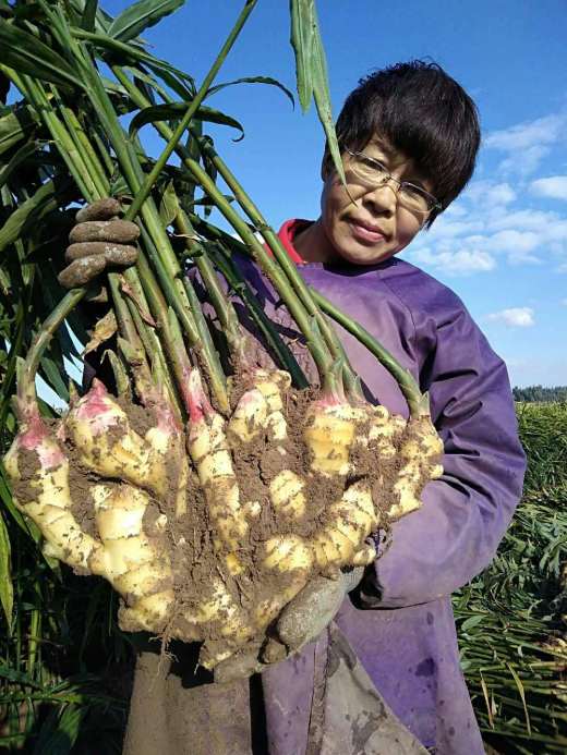 风 前卜——张西龙 孟洼——王学明 后卜——王志强 中马——姜在国